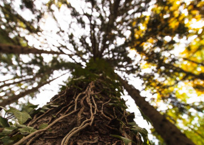 tree - center - baum - efeu