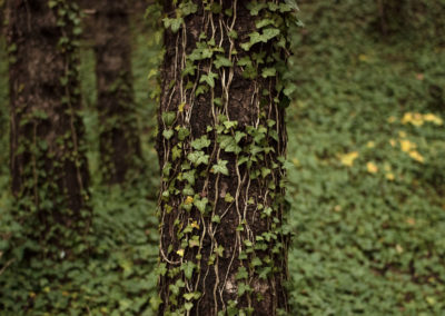creative - nature - wildzoo