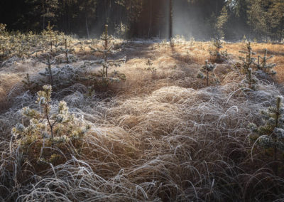 frozen, grass, morning