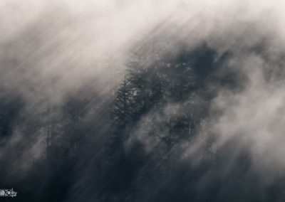 Sunrays - Fog - Forest - Trees - Sunlight - mystic