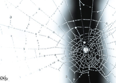 Spider - spiderwebb - morning dew - dew - beautiful - nature