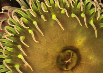 no animal, ano plant, sea anemone