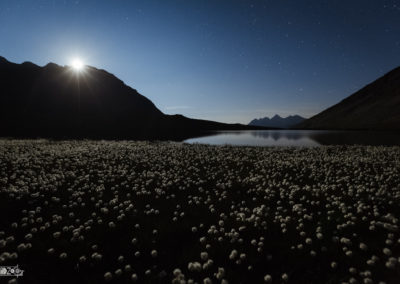 Lake - Lakeside - Landscape - Night - Moon - Moonlight - Cotton grass