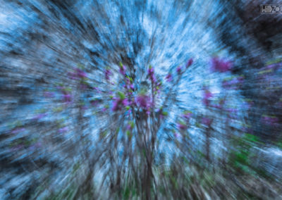 dolomites - flowers - imagination