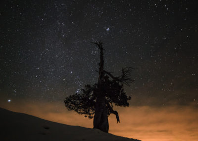 nightsky - stars - old tree - dolomites - dolomiten - south tyrol