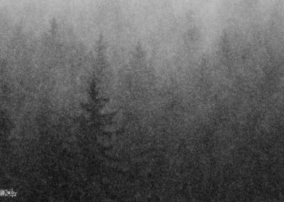 Snow - Snowing - Forest - Trees - Snowstorm - Nature