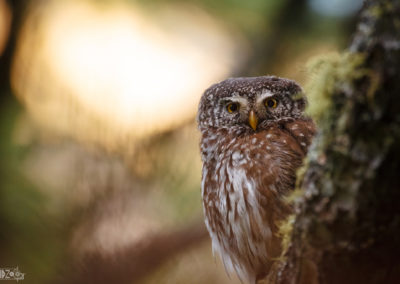 eyecontact, sperlingskauz, pygmy owl, owl, eule, natur, naturephotography, forest, wald, dolomites, dolomite, mountains, south tyrol, südtirol, birds, animal, wildlife