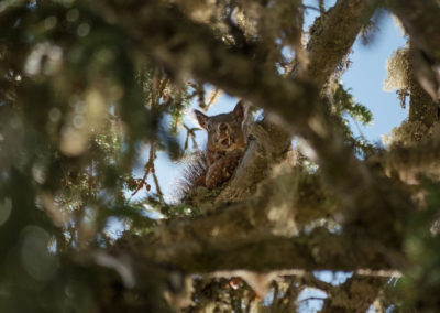 Squirrel - eating - misuruna - autumn - monte piana -