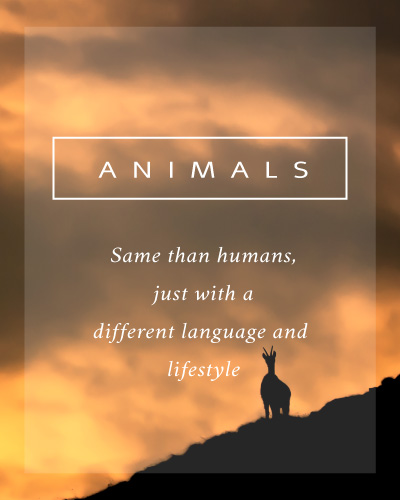 Animals Collection
