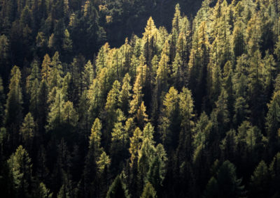 autumn - landro - dolomites - trees - sunlight