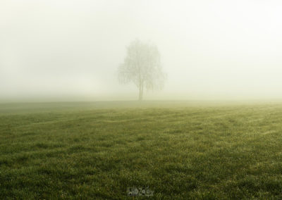 tree - morning - landscape - nature - sunrise - South tyrol
