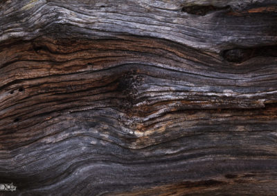 Wood - Structures - Tree - Old - Forest - Nature - Naturephotography