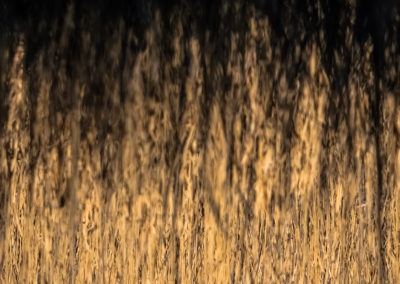 burning - field - sexten - flow