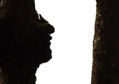 tree face - face - tree - nature