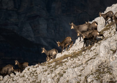 Chamois - falzarego - dolomites - sunset - autumn