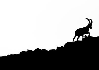 ibex, steinbock, animal, tiere, wildlife, nature, mountains, black and white, abstract,