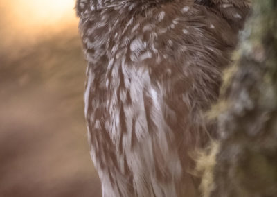 owl - free - light - dolomites