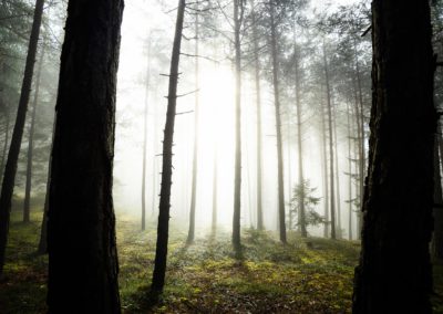 forest - wald - fog - nebel - trees - sunlight - South tyrol
