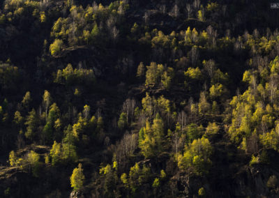 leaf trees, laubbäume, sunlight, sonne, nature, sand in taufers