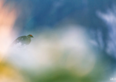 snow grouse, grouse, dolomites, bird, birds, wildlife, nature, mountains, nature photography