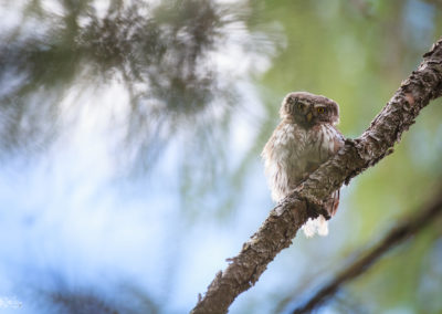 pygmy owl, owl, bird, cute, wildlife, nature, forest, dolomites, nature photography