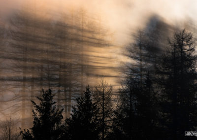 Shaddow - Light - Forest - Sun - Sunlight - Trees - Nature