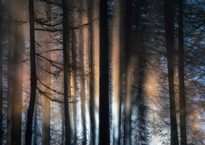 Shaddow - Light - Forest - Sun - Sunlight - Trees - Nature