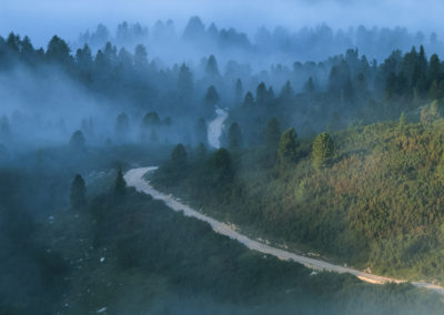 way - fog - street - trees - light -