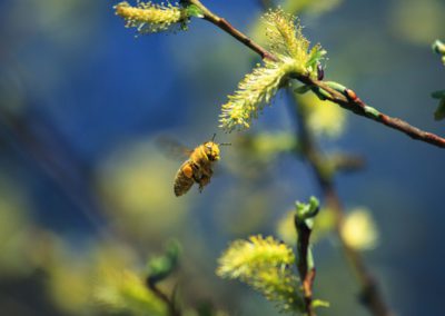 bee, honey, pollen, honeybee