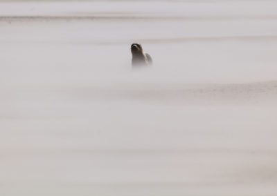 Seal, wind, sand, skallingen, denmark, nature