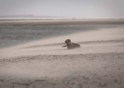 seal, baby, baby seal, skallingen, denmark, nature, animals