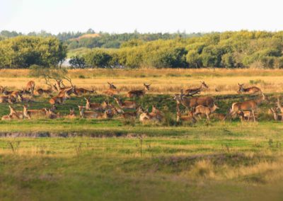 deer, rutting, brunft, denmark, nature, animals